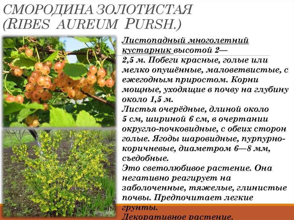 Смородина добрыня: описание и характеристики сорта, уход и выращивание