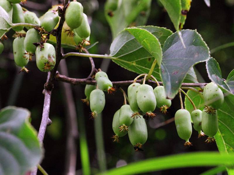 Актинидия с собственного огорода: особенности выращивания «киви» в разных регионах