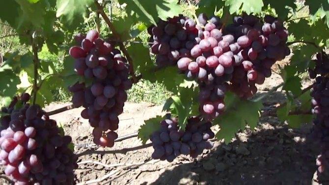 Винограда «низина» — высокоурожайная гибридная форма