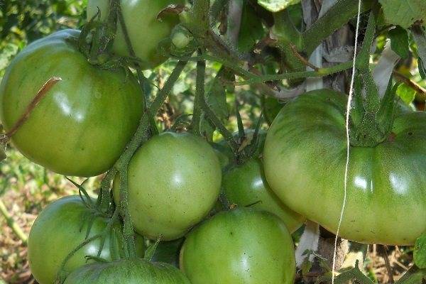 Описание скороспелого томата василий и агротехника культирования гибридного сорта