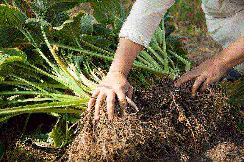Выращивание василька из семян: посадка и уход за рассадой в домашних условиях