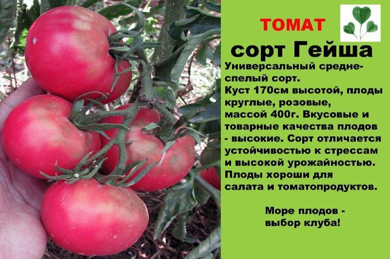 ✅ помидор ежик описание сорта - cvetochki-rostov-na-donu.ru