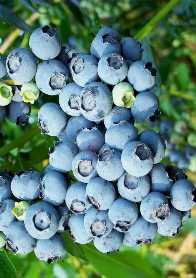 Голубика: описание 25 лучших сортов от ранних до позднеспелых. секреты агротехники и полезные свойства ягоды (фото & видео) +отзывы