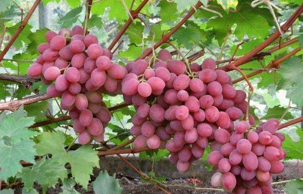 Описание винограда анюта и характеристика сорта