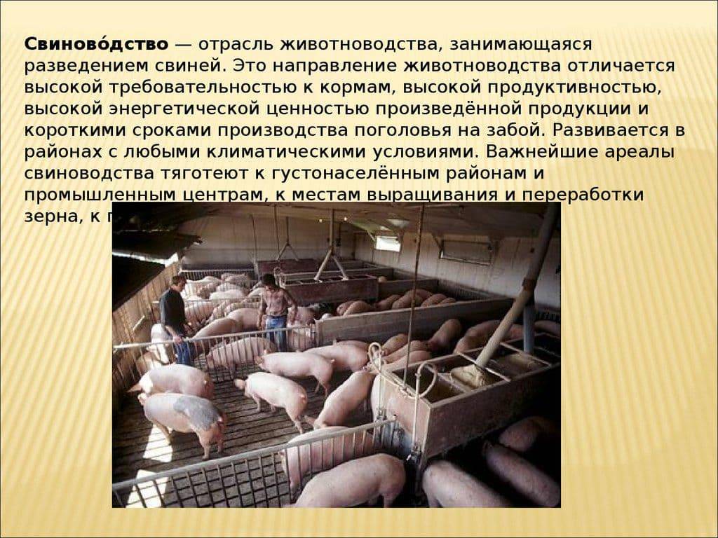 Разведение свиней в домашних условиях, особенности и преимущества | cельхозпортал
