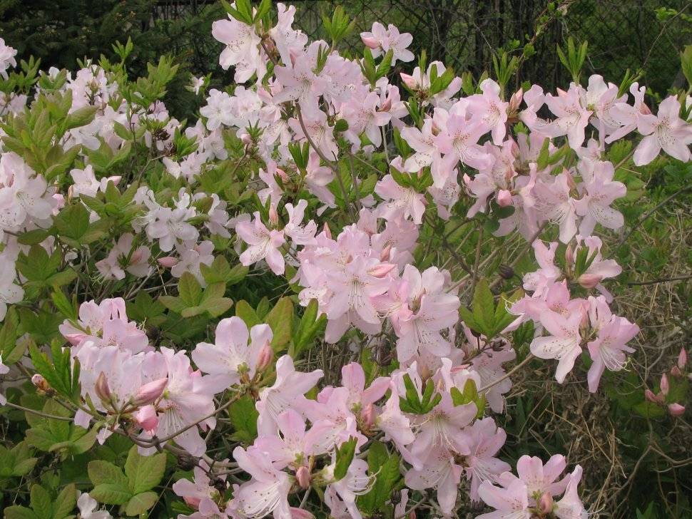 Цветок рододендрон: фото, виды, описание и особенности
