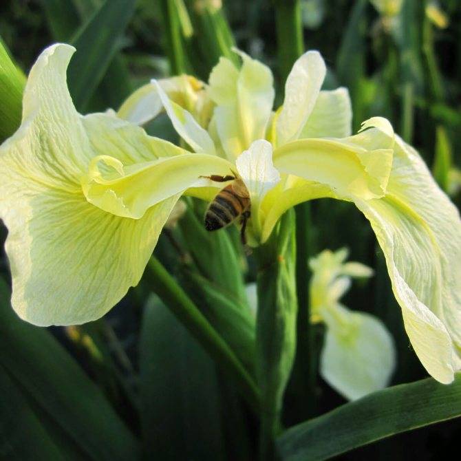 Ирис болотный (iris pseudacorus) или ложноаировый