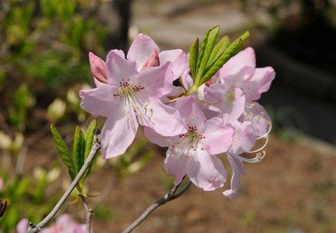 Рододендрон: посадка и уход в открытом грунте, сорта и размножение | клуб цветоводов