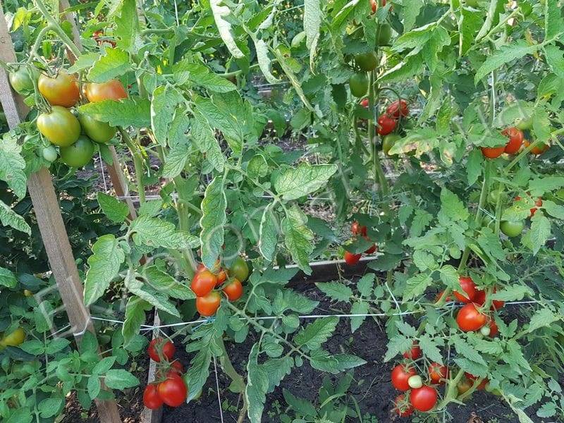 Томат санта клаус: характеристика и описание сорта, отзывы об урожайности помидоров, фото семян