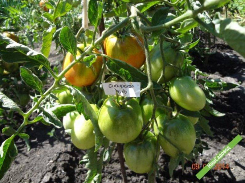 Томат сибирское чудо: характеристика и описание сорта помидоров, отзывы огородников и фото кустов и урожая