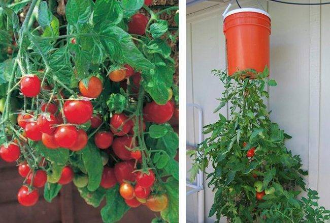 Проверенный метод как вырастить помидоры на подоконнике или балконе