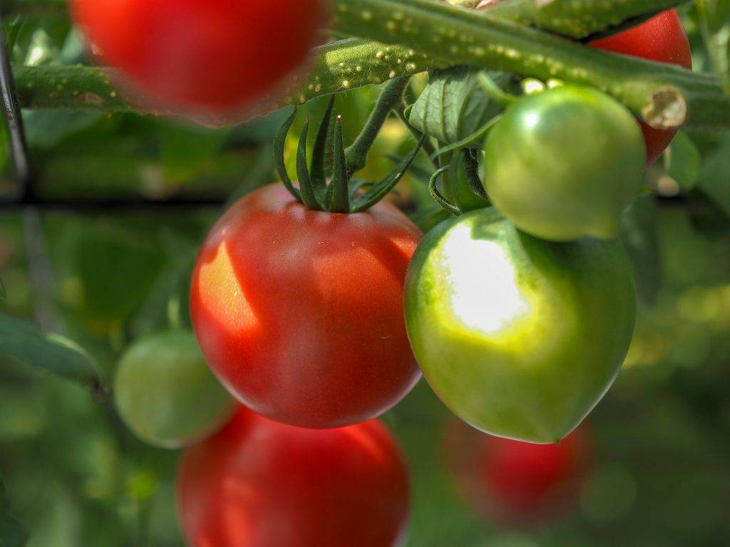 Томат "юбилейный тарасенко": отзывы, фото помидоров, характеристика и описание сорта, его преимущества и недостатки