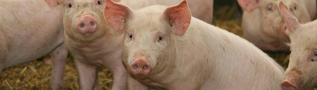 Как правильно давать свиньям ботву от помидор и можно ли это делать