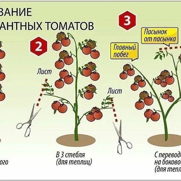 Формирование куста помидоров в теплице: для чего, и как правильно формировать?