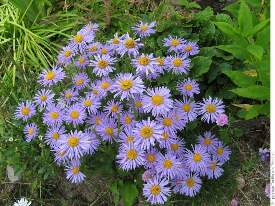 Астра - цветок многолетний. описание, уход и выращивание :: syl.ru