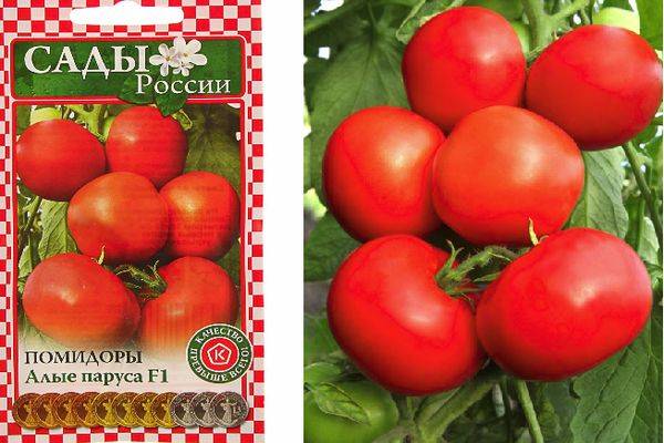 Описание сорта томатов алые паруса и их характеристика