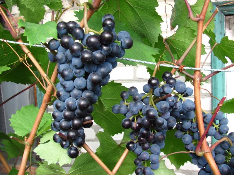 Виноград мукузани: фото, описание сорта