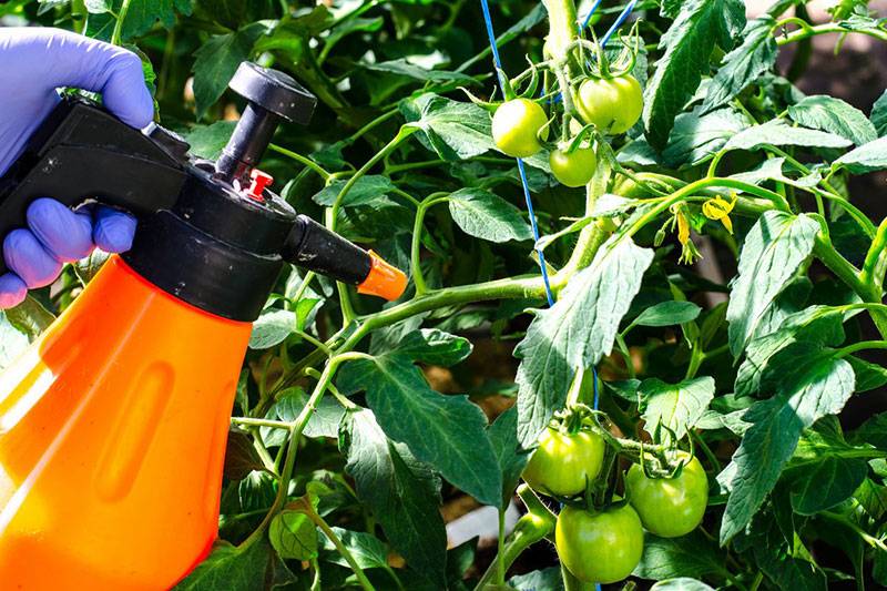 Как подкормить и обработать томаты йодом, как правильно развести для теплицы и открытого грунта