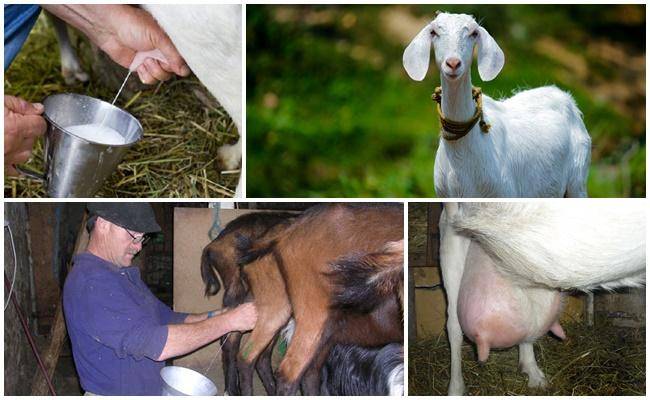 Кормление коз: как и чем кормить в разные времена года (85 фото + видео)