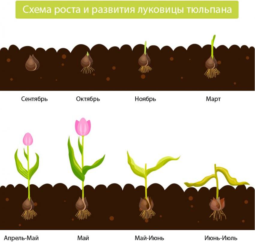 ✅ как размножаются тюльпаны луковицами черенками семенами детками - cvetochki-rostov-na-donu.ru