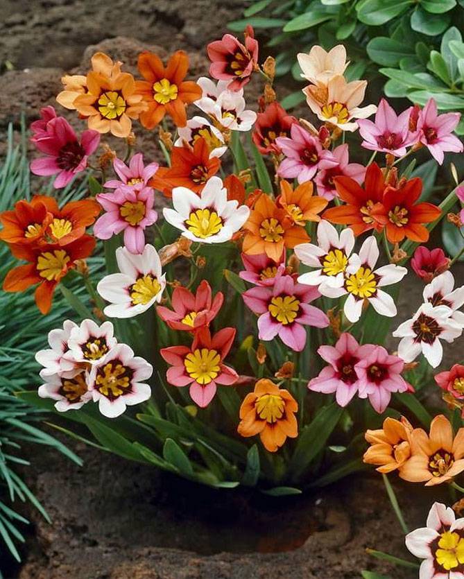 ᐉ цветок спараксис: посадка и уход в открытом грунте, фото, выращивание в саду - roza-zanoza.ru