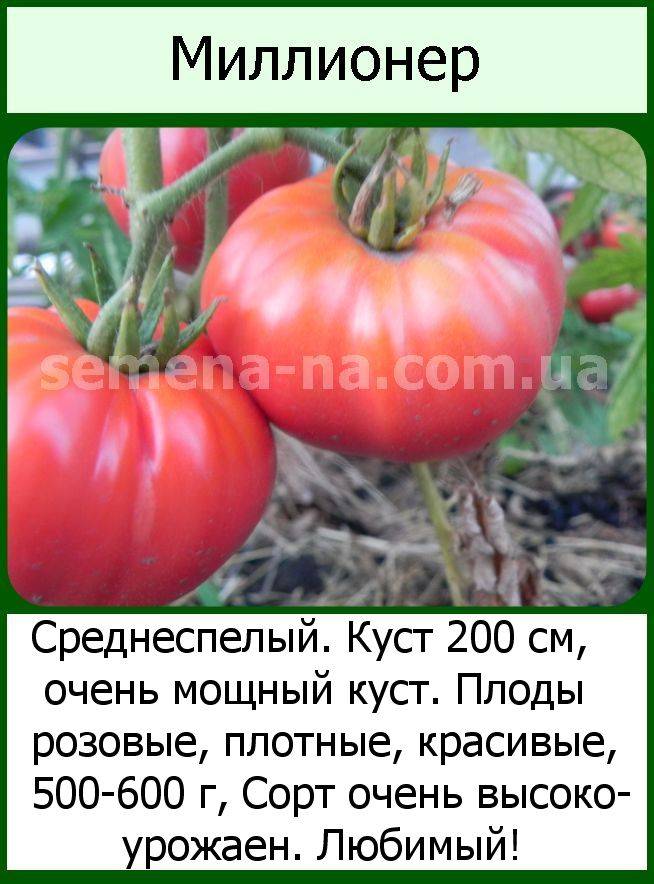 Томат спринт таймер: описание сорта и характеристика, фото и отзывы об урожайности помидоров