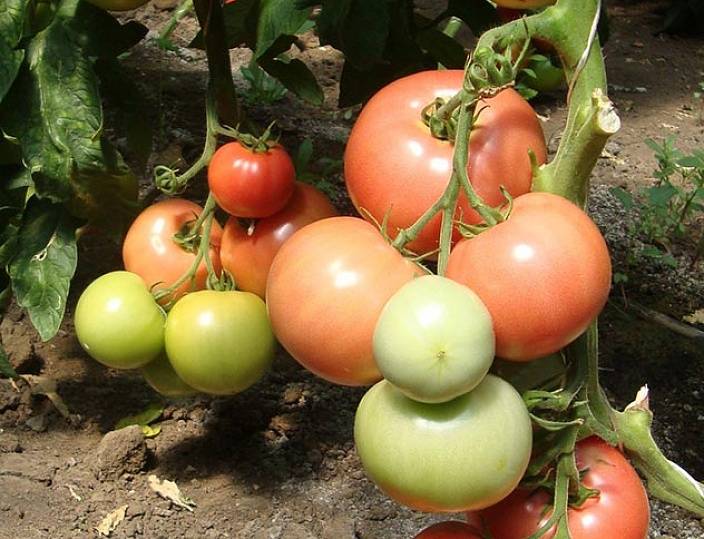 Чем так хорош томат «биф пинк бренди f1» и почему дачники его так любят: обзор сорта и секреты его выращивания