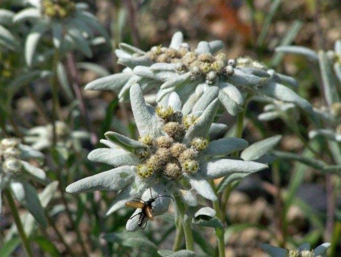 Цветок "эдельвейс": фото, посадка и уход, выращивание из семян
