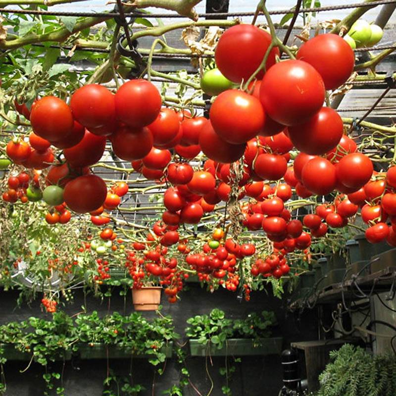 Уникальное томатное дерево: фото, особенности выращивания