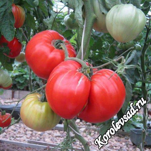 Описание сорта томата кинг-конг, особенности выращивания и ухода – дачные дела