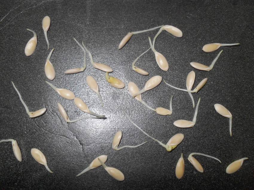 7 методов проверки всхожести семян, которые помогут не остаться без рассады