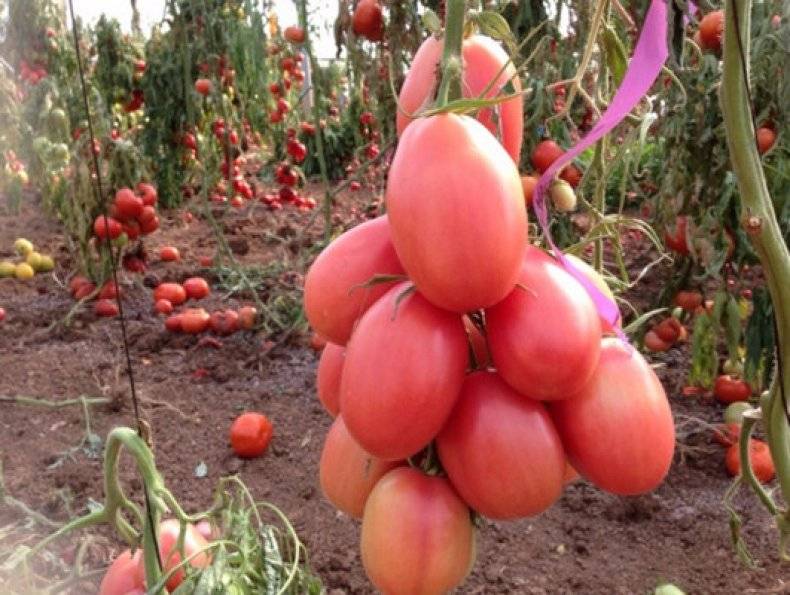 Описание сорта томата розовый фламинго, выращивание и урожайность