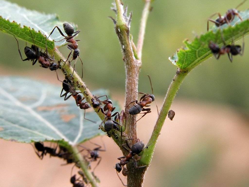 12 простых способов как избавиться от муравьев в 2021 году в огороде и саду навсегда: средства народные и покупные
