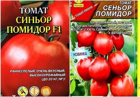 Описание сорта томата Сеньор помидор и его урожайность