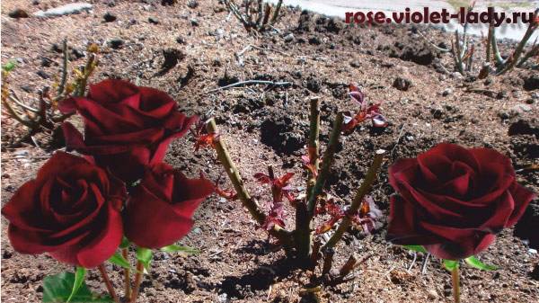 Роза чайно-гибридная black magic - описание сорта, секреты агротехники | о розе