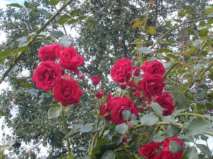 Роза плетистая сантана - описание сорта, особенности выращивания, фото
