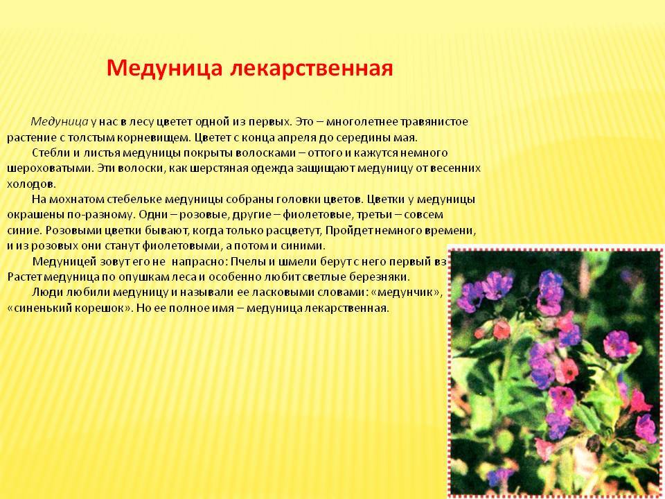 Трава медуница: лечебные свойства и противопоказания, описание, заготовка, способы применения  — медиамедик