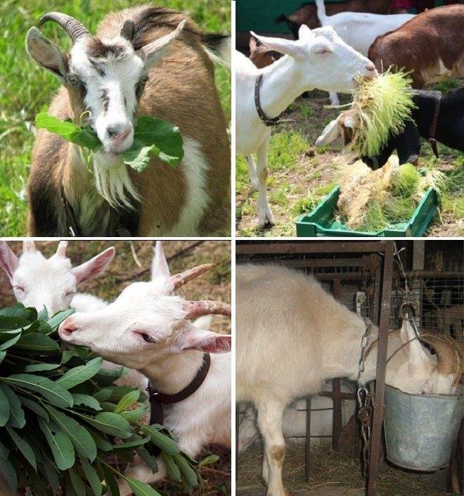 Особенности дойки коз в период беременности и после окота