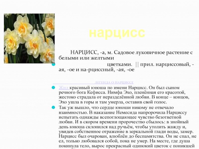 Почему любят нарциссов. Нарцисс Hillstar. Нарцисс высота растения. Нарцисс характеристика цветка. Описание цветов нарциссов.