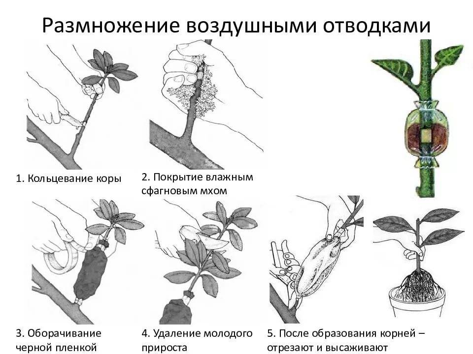 Хризантема из букета: как укоренить, размножить черенками, посадить в горшок дома, если дала корни в вазе, пошагово, видео, фото