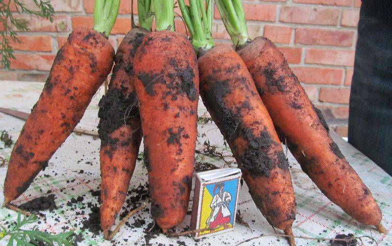 Морковь абако - описание сорта, фото