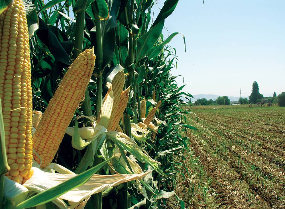 Топ 50 лучших сортов кукурузы с описанием и характеристиками