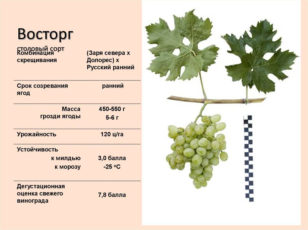 Виноград преображение: описание раннего сорта и правила выращивания и ухода