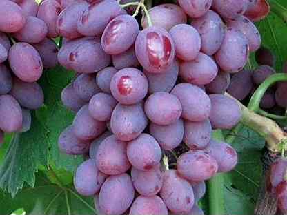 Описание винограда первозванный - мыдачники