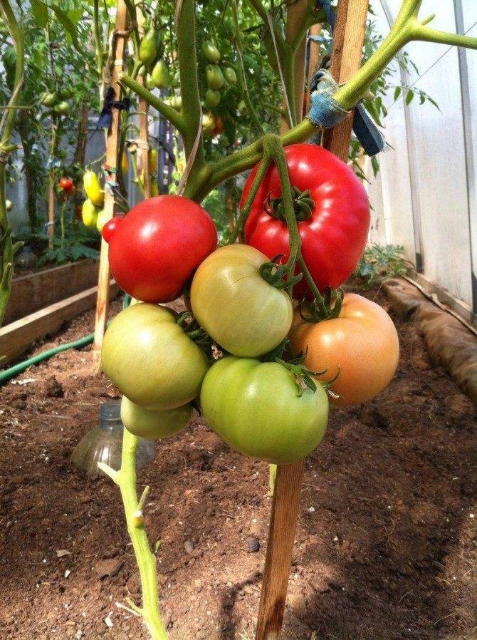 Бесспорный фаворит среди розовоплодных томатов — малиновое чудо: описание сорта и его основные характеристики