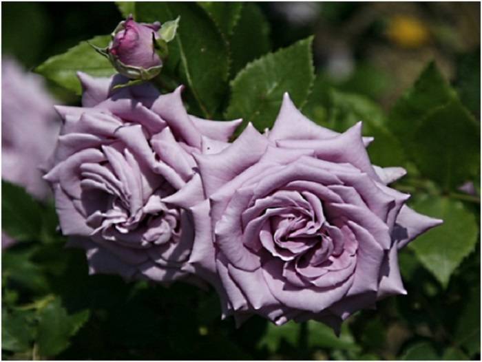 Розы c очаровательными глазками: сорта , посадка и уход