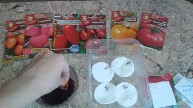Подготовка семян помидор к посадке на рассаду: что входит в обработку?