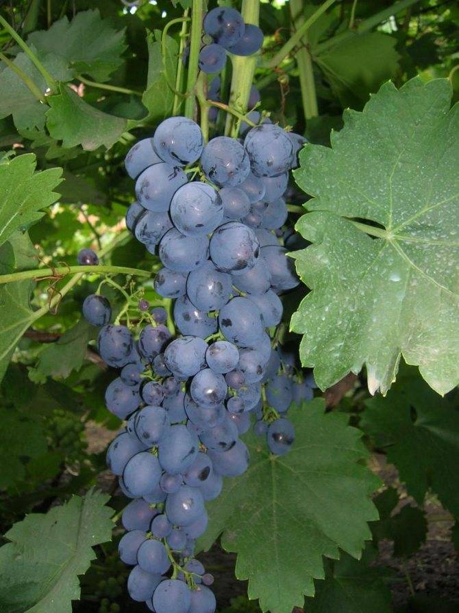 Виноград сфинкс: описание сорта