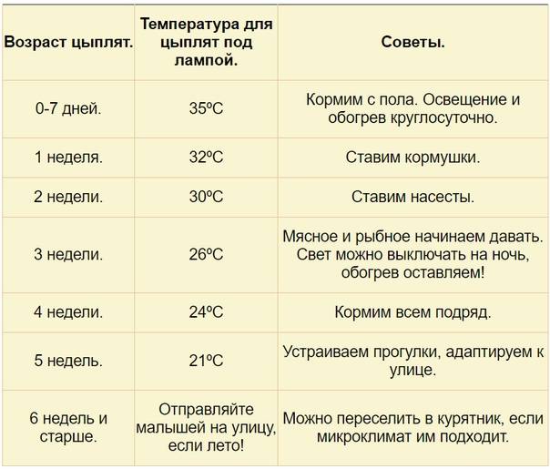 Температурный режим для бройлеров: как содержать бройлеров разного возраста, особенности ухода