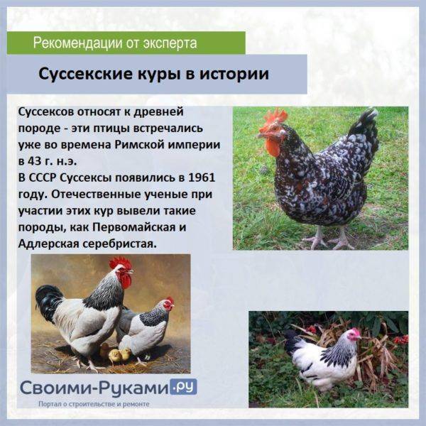 ᐉ порода кур нью-гемпшир: описание, фото, продуктивность и особенности содержания, отзывы - zookovcheg.ru